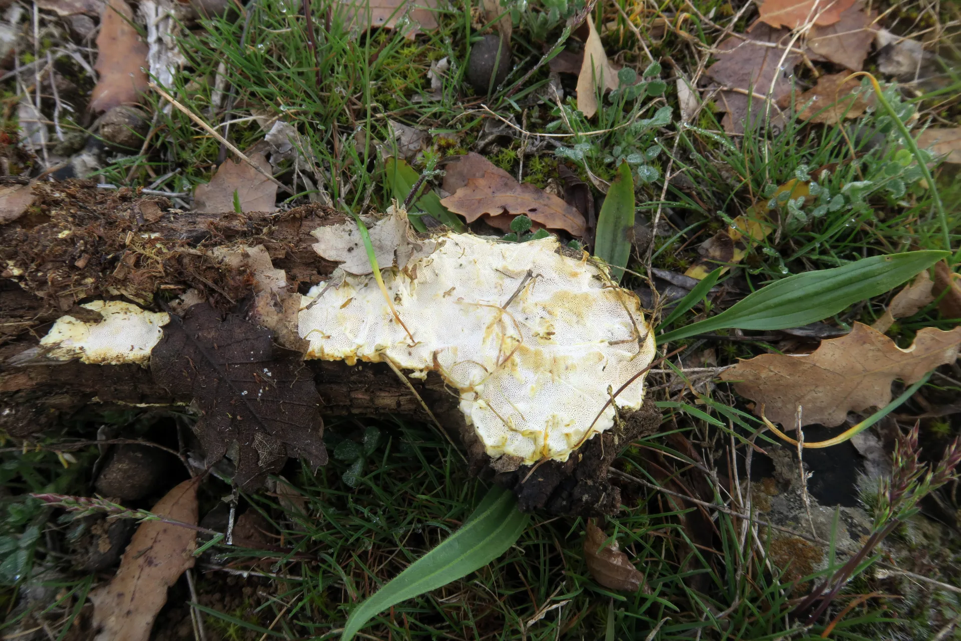 Perenniporia meridionalis - 1 - IMG_3803